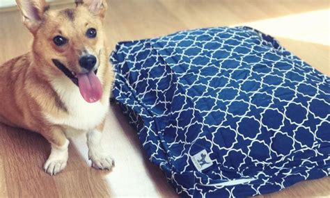The average cost of purchasing a dog from a pet store is upwards of $500. Fraud, Deceptions, and Downright Lies About Pet Store Near ...