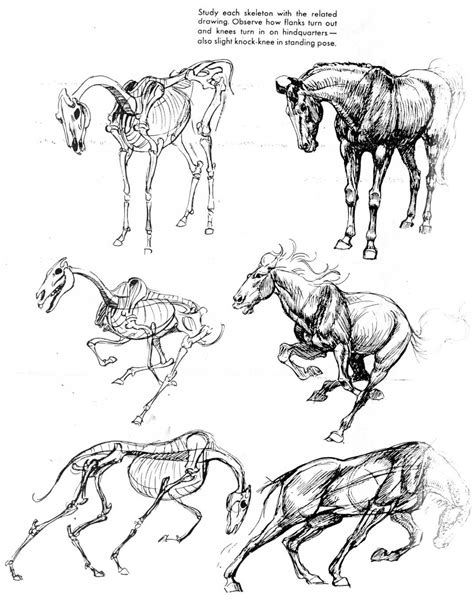 This reference pack includes 270+ high res images of wild animals in jpg. The Art Of Animal Drawing: Image 24 of 136