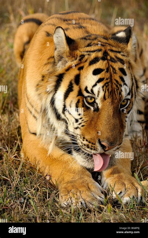 Siberian Tiger Panthera Tigris Altaica Captive Bozeman Montana