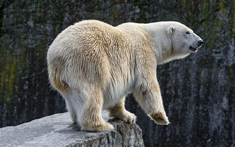 Polar Bear Hd Wallpaper Background Image 2560x1600