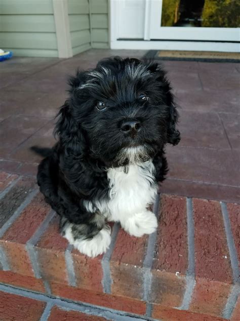 Añadido hace 4 años | tnaflix.com. Havanese Puppy very alert and eager to please. | Animales ...