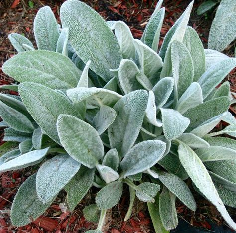 The plants in this article have shown exemplary foliage color, variegation, or other unique outstanding specimen plant. Best Silver Foliage Plants To Beautify Your Garden ...