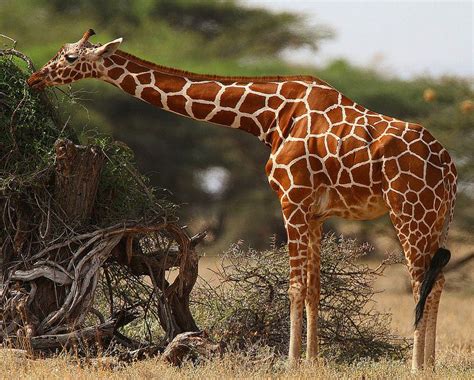 Female Reticulated Giraffe Feeding Amphibians Mammals Virtual Safari