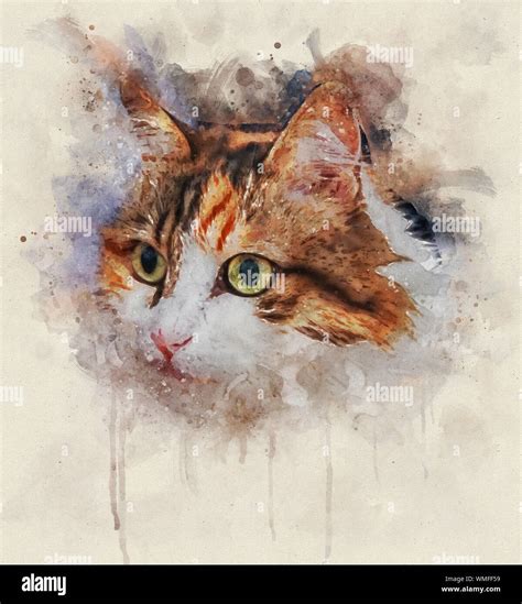 Watercolor Portrait Illustration Of A Calico Cat Stock Photo Alamy