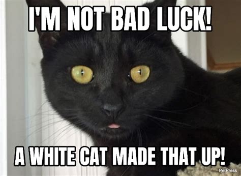 Bad Luck Black Cat Meme Petpress