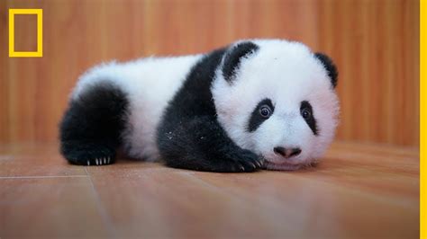 Cuidar De Adorables BebÉs Panda Es Complicado National Geographic En