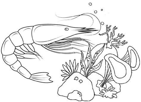 amazing shrimp undersea coloring page