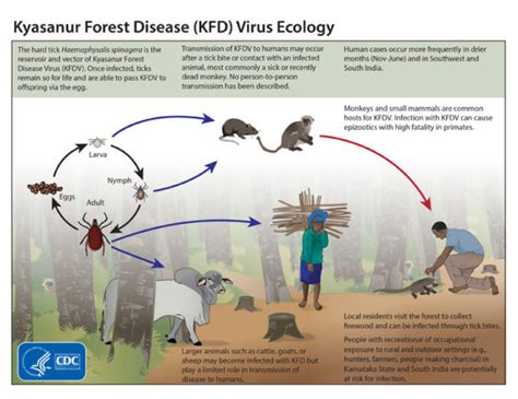 How Natural Habitat Destruction Can Fuel Zoonotic Diseases Like Covid 19