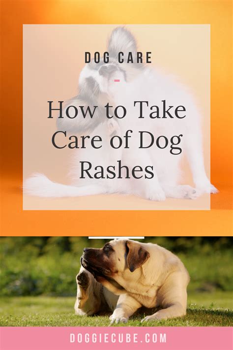Dog Care Tips Pet Care Dog Rash Rash Causes Dog Remedies Eyes