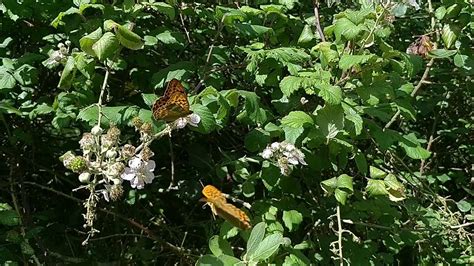 Silver Washed Fritillary Butterflies Youtube
