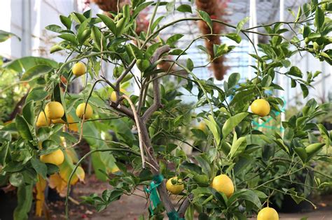 Urban Gardening With Drew Growing Citrus Trees In Texas State Fair