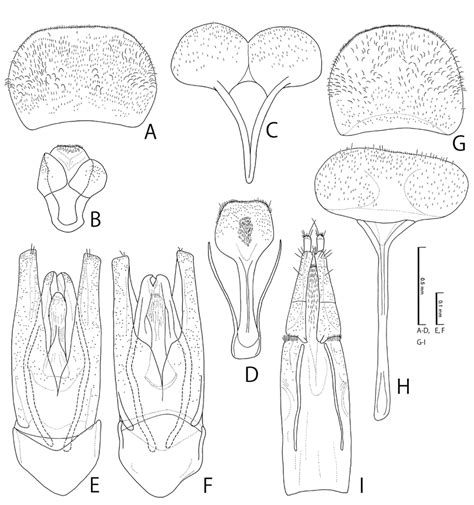 Male Af And Female Gi Genitalia Of Nosodendron D Coenosum A