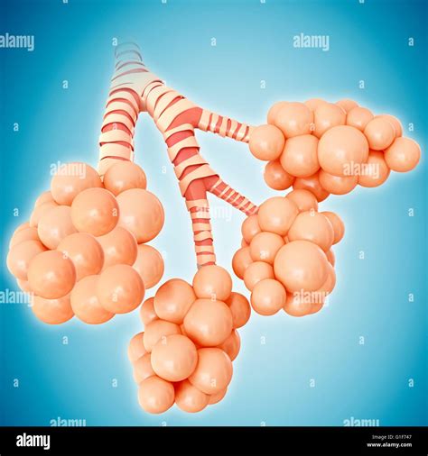 Alveoli Of The Human Lung Illustration Stock Photo Alamy