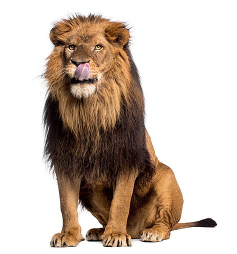Lion Sitting Stock Photos Pictures And Royalty Free Images Istock