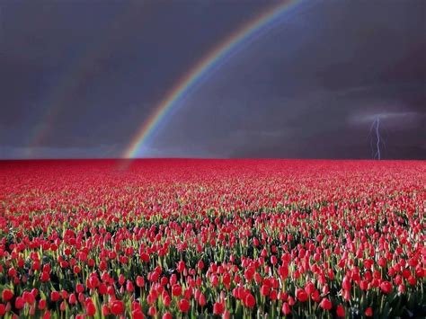Double Rainbow Tulip Fields Nature Landscape