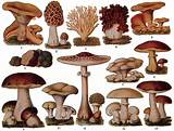 All About Mushrooms - Types, Facts, Tips, Uses, Recipes, Nutritional And Health Benefits
