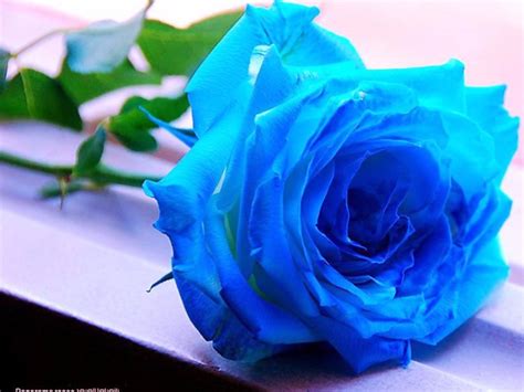 Que Cor Da Rosa Com Azul