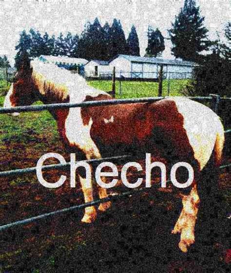 We did not find results for: CHECHO horse meme - Imgflip
