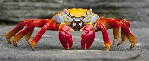 Types Of Crabs 2022 Guide Meet All The Different Species