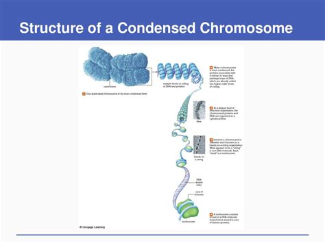 Ppt How Cells Reproduce Powerpoint Presentation Free Download Id