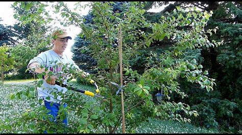 Check spelling or type a new query. 4 EZ fruit tree pruning demos for best results! - YouTube