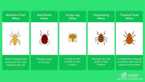7 Natural Ways To Treat Chicken Mites And Stop Them Returning