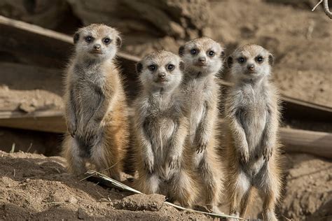 Meerkat San Diego Zoo Animals And Plants