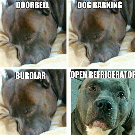 7 Best Funny Pit Bull Dog Memes Images On Pinterest Pit