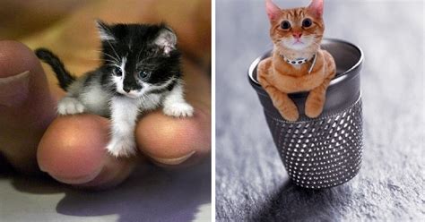 10 Smallest Cats In The World Paws Planet