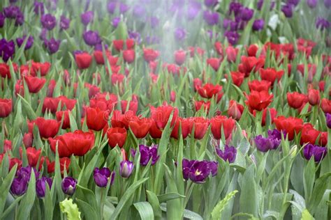 Multicolored Tulips In The Flower Garden Stock Image Image Of Floral