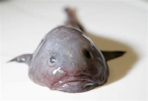 A blobfish doesn't have a skeleton or muscles appearance: 20 Facts about Blobfish to Know What this Creature is ...