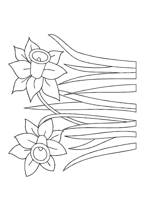 Coloriage Les Fleurs De Jonquilles