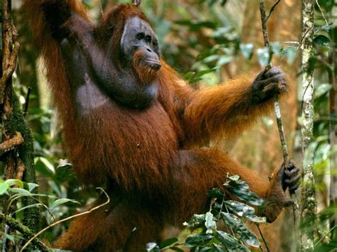 Estos Primates Anaranjados Pertenecen A La Familia De Los Antropoides