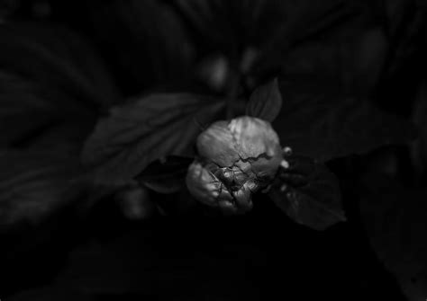 A Flower Is Born Photograph By Kimber Lee Fine Art America