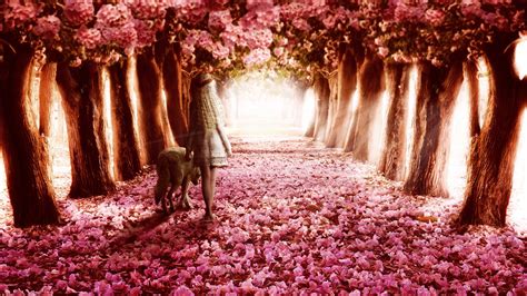 Pink Flowers Path Hd Flowers 4k Wallpapers Images