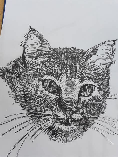 Cat Sketch Rlearnart