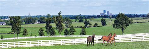 Horse Capital Of The World Lexington Kentucky Visitor Information