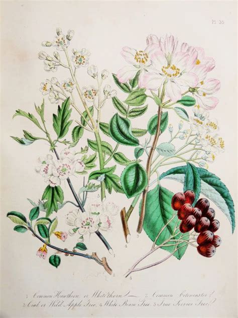 Mrs Loudon 1846 Hand Coloured Antique Botanical By Paperpopinjay
