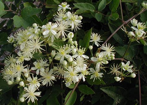 Maybe you would like to learn more about one of these? Clematis ligusticifolia (Western white clematis) (Clematis ...
