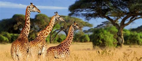 Majestic Wildlife Of East Africa Tanzania And Kenya Safari With Zanzibar