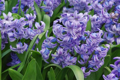 Guide Des Bulbes Fleurs Du Printemps La Terre Est Un Jardin