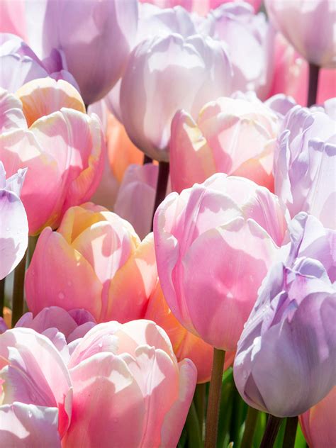 Tulip Perfect Pastel Collection™ Top Quality Tulips Dutchgrown™