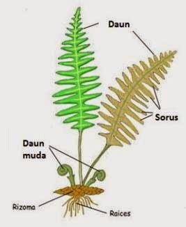 Ciri Ciri Dari Tumbuhan Paku Klasifikasi Tumbuhan Paku Pteridophyta