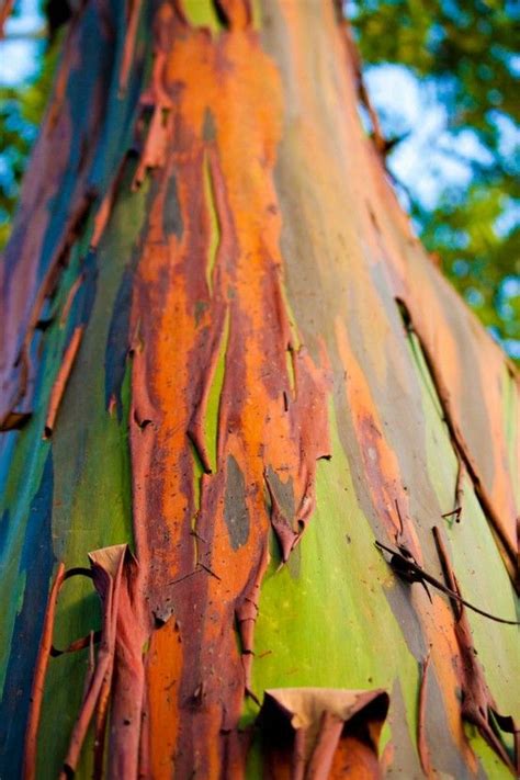 Inspire Bohemia Eucalyptus Deglupta The Rainbow Eucalyptus Tree