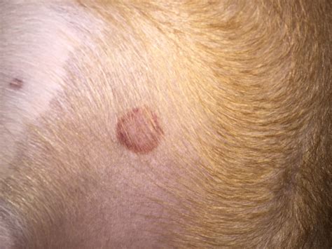 Red Spots On Dogs Groin