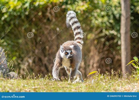 Lemuriformes Infraorder Of Primate That Falls Under The Suborder
