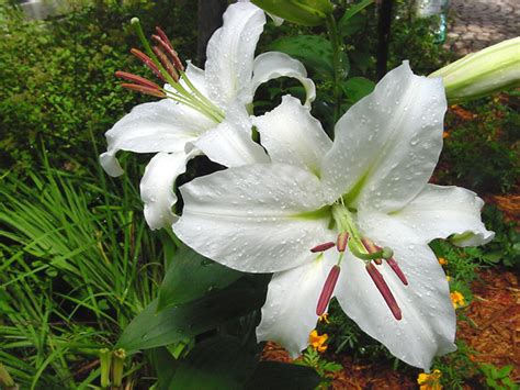 White Stargazer Lily 4 Flickr Photo Sharing
