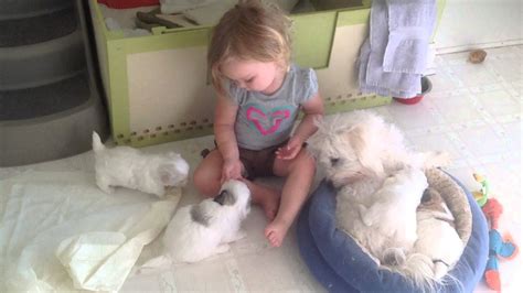 One Month Old Coton De Tulear Pups And Baby Anna Youtube