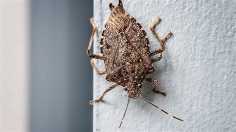How To Get Rid Of Stink Bugs—and Prevent Them From Coming Back