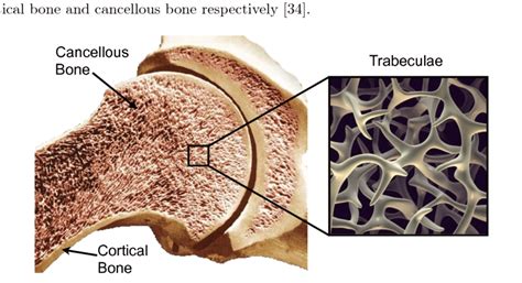 Cortical And Cancellous Bone Structure